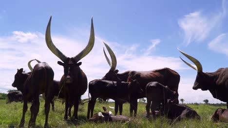 Indigenous-Cattle-Breeds-Of-Ankole-Longhorn-At-Animal-Farming-In-Uganda,-East-Africa