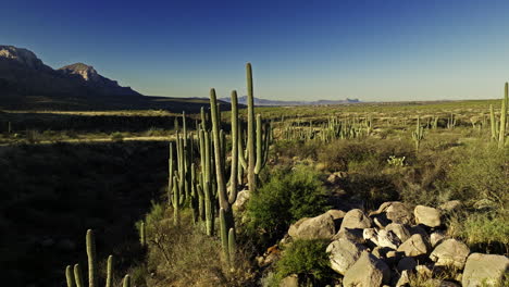 Imágenes-De-Drones-En-Movimiento-Lento-Del-Valle-En-El-Desierto-Con-Cactus-De-Toda-Variedad-Con-Cielo-Azul