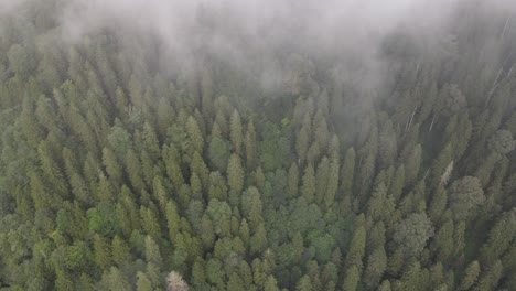 Drohnenansicht-Eines-Grünen-Kiefernwaldes,-Der-Mit-Nadelnebel-Bedeckt-Ist
