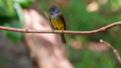 Looking-down-and-around-while-perching-on-a-vine-as-the-camera-zooms-out,-Gray-headed-Canary-Flycatcher-Culicicapa-ceylonensis,-Thailand