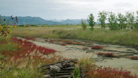 Swamp-or-Marsh-Surrounded-with-Tall-Wild-Grassland-at-Wetlands-of-Saemangeum-Environment-Ecological-Complex,-South-Korea-Nature