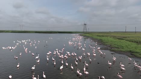 Aerial-4k,-shallow-water-wading-birds-with-a-large-flock-of-flamingos-feeding-in-Free-State,-South-Africa