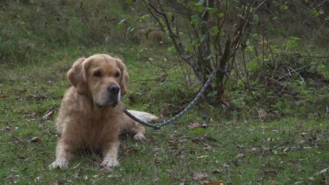 Adorable-fluffy-golden-retriever-laying-on-cool-green-grass-with-leash-tied-to-small-bush