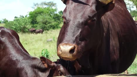 Ankole-Cows-Drinking-Water-In-Trough-In-Uganda,-Africa