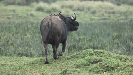Blick-Hinter-Afrikanische-Büffel,-Die-Auf-Der-Grünen-Wiese-In-Aberdare,-Kenia,-Spazieren-Gehen
