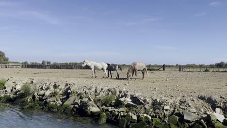 White-horses-stand-in-a-paddock-by-a-river