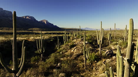 Aerial-video-showcasing-the-beauty-of-the-Sonoran-Desert