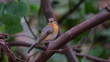 Looking-straight-towards-the-camera-as-it-zooms-in,-Indochinese-Blue-Flycatcher-Cyornis-sumatrensis-Female,-Thailand
