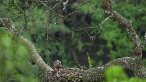 Javanischer-Habichtsadler,-Ein-Endemischer-Indonesischer-Vogel,-Der-Nur-Auf-Der-Insel-Java-Vorkommt-Und-Einer-Der-Am-Stärksten-Gefährdeten-Raubvögel-Ist