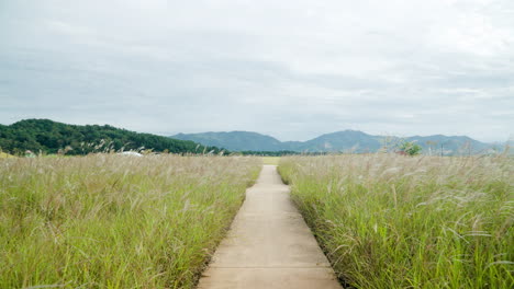 Chinese-Silver-Grass-Reed-at-SMG-Saemangeum-Environment-Ecological-Complex---push-in