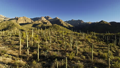 Imágenes-De-Drones-En-Movimiento-Lento-Del-Valle-En-El-Desierto-Con-Cactus-De-Toda-Variedad-Volando-Hacia-Las-Montañas