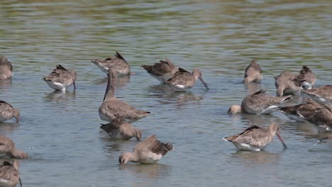 One-in-the-middle-scratching-it's-neck-facing-to-the-left-while-others-forage-for-their-favorite-food,-Black-tailed-Godwit-Limosa-limosa,-Thailand