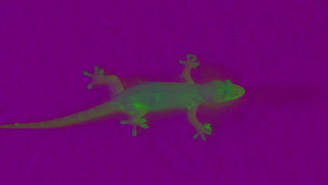Reverse-colour-video-of-a-lizard-on-the-ground