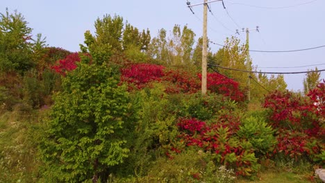 Follaje-Exuberante-Con-Arbustos-Rojos-Y-Verdes-Vibrantes-En-Montréal,-Québec-En-Otoño,-Vista-Aérea