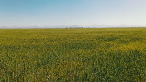 Draufsicht-Auf-Die-Weizenfelder-Der-Weizenfarmen-In-Sharjah-In-Den-Vereinigten-Arabischen-Emiraten