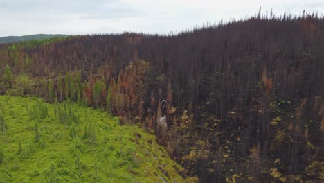 Der-Erfolgreich-Gestoppte-Waldbrand-Gibt-Hoffnung-Auf-Erholung,-Der-Kontrast-Zwischen-Geschwärztem-Und-Grünem-Wald