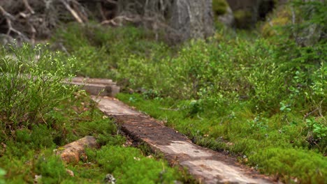 Woman-walks-across-a-plank-in-the-forest
