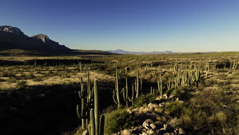 Drone-footage-flying-close-to-a-valley-of-saguaro-cactus