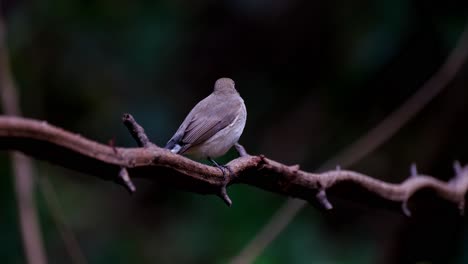 So-Windig-Im-Wald,-Wie-Dieser-Vogel-Von-Hinten-Gesehen-Wird-Und-Nach-Rechts-Blickt,-Rotkehlschnäpper-Ficedula-Albicilla,-Thailand