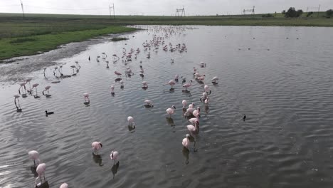 4K-Luftaufnahme,-Tiefflug-über-Flamingos-Und-Andere-Flachwasser-Watvögel-Im-Freistaat-Südafrika