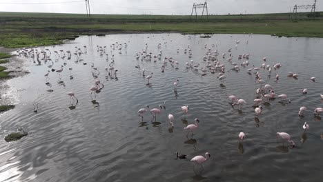 Aerial-4k-drone-footage-flying-low-over-a-large-group-of-flamingos-and-other-shallow-water-waders-in-Free-State,-South-Africa