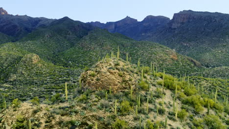 Amazing-drone-footage-flying-towards-saguaro-cacti-in-Sonoran-desert