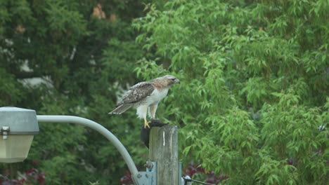 Red-tail-hawk-on-lamp-post-ripping-into-its-dead-prey-squirrel,-telephoto