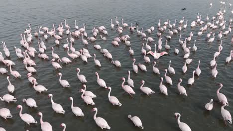 Aerial-4k,-slow-downward-tilt-close-to-flamingos-and-other-shallow-water-waders-in-Free-State,-South-Africa
