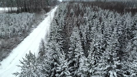 Pine-Trees-in-Forest-Covered-in-Snow,-Aerial-Winter