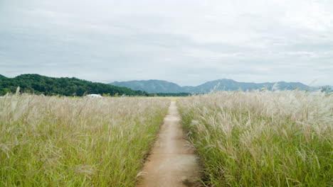 Chinese-Silver-Grass-Reed-Field-with-Mountains-in-Background-at-SMG-Saemangeum-Environment-Ecological-Complex---Aerial-Flyover