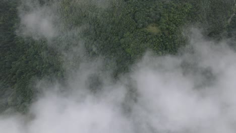 Drone-view-of-lush-forest-through-fog,-tree-covered-mountain-landscape
