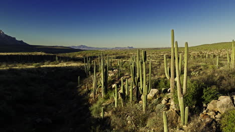 Slow-moving-drone-footage-of-valley-in-desert-with-cactus-of-all-variety