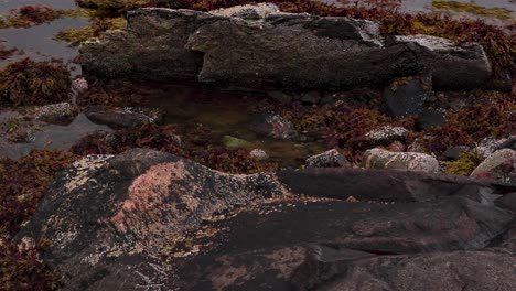 A-close-up-timelapse-shot-of-a-rocky-seabed-covered-in-seaweed,-kelp,-and-algae-revealed-by-the-receding-tide