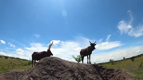 Ankole-Cattle-In-Pasture-Mountains-During-Sunny-Day-In-Uganda,-East-Africa