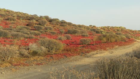 Deserted-dirt-road-in-Tenerife-island-with-dry-plants,-pan-left-view