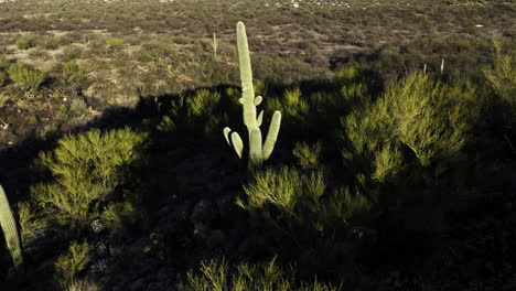 Dramatic-light-hitting-lone-cacti-in-Sonoran-desert