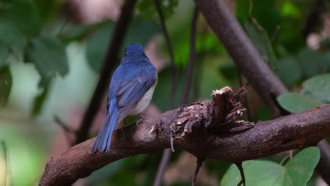 Seen-from-its-back-as-the-camera-zooms-out-and-slides-to-the-left,-Indochinese-Blue-Flycatcher-Cyornis-sumatrensis-Male,-Thailand
