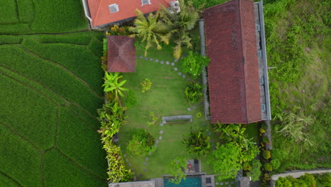 Vista-De-Arriba-Hacia-Abajo-De-Villas-Rodeadas-De-Exuberantes-Arrozales-Verdes-En-Canggu,-Bali,-Indonesia---Disparo-De-Drones