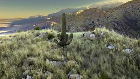 Aufnahmen-Einer-Drohne,-Die-über-Der-Sonora-Wüste-Schwebt