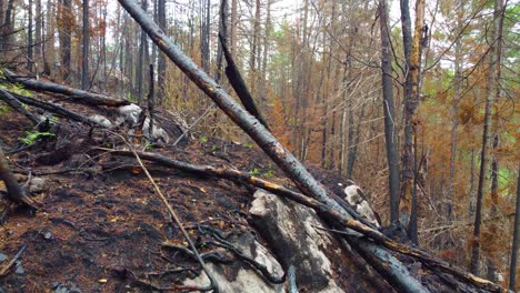 Waldgebiet,-Das-Von-Einem-Waldbrand-Betroffen-Ist