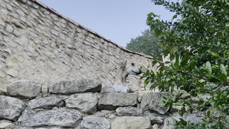 Dog-with-white-fur-looks-with-his-head-over-a-stone-wall-in-good-weather-in-France