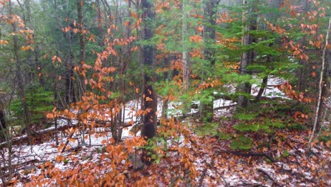 Die-Waldlandschaft-Zeigt-Einen-Übergang-Zwischen-Herbst-Und-Winter,-Bedeckt-Mit-Schnee