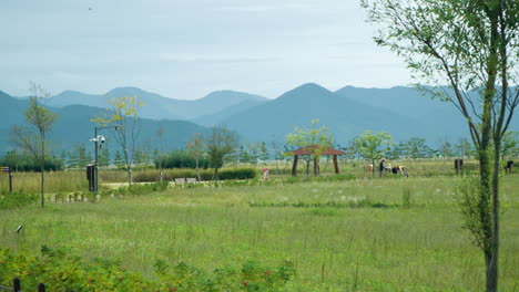 SMG-Saemangeum-Environment-Ecological-Complex---People-Walking-On-Park-Trails-Exploring-Wild-Nature-with-Mountain-Range-in-Background---panning
