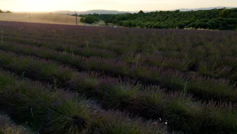 Seitwärts-Langsam-über-Einem-Lavendelfeld-In-Der-Provence,-Frankreich-Fliegen