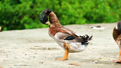 Beautiful-mallard-duck-pecking,-itching-it's-feather-with-its-beak-close-up-shot