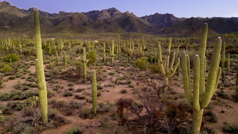 Slow-moving-drone-footage-of-Sonoran-desert