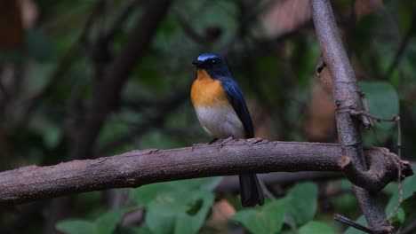 Looking-straight-towards-the-camera-then-turns-it's-head-to-the-left-and-right,-Indochinese-Blue-Flycatcher-Cyornis-sumatrensis-Male,-Thailand