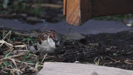 Eurasian-tree-sparrow-hopping-on-ground-while-eating-seeds,-slow-motion-close-up