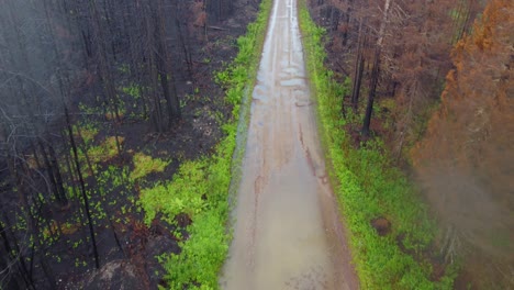 Muddy-Back-Road-Amidst-Wet-Forest-with-No-Leaves,-Aerial