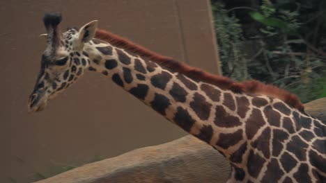 Giraffe-walking-in-slow-motion